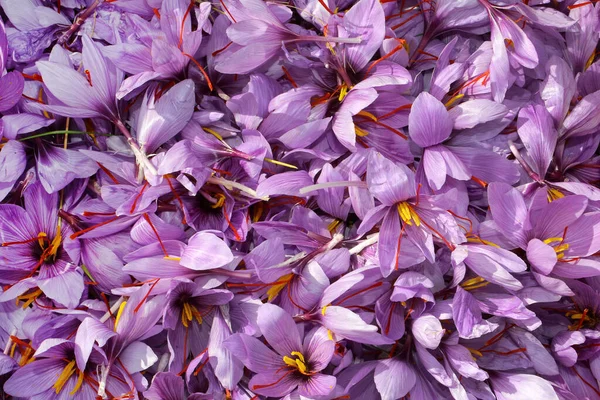 saffron flowers, saffron crocus
