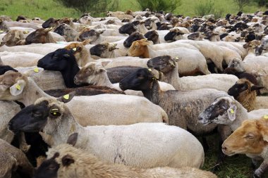 Koyun sürüsü, bir sürü koyun