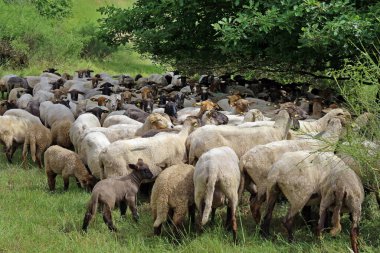 Koyun sürüsü, bir sürü koyun