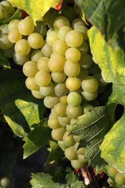 Sonbaharda olgun üzümler