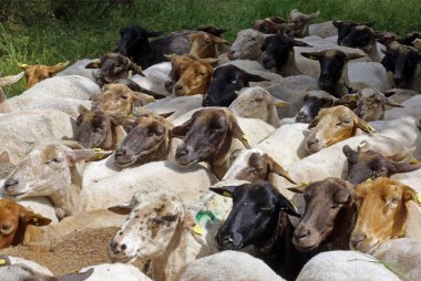 Bir koyun sürüsü.