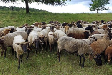 Bir koyun sürüsü.