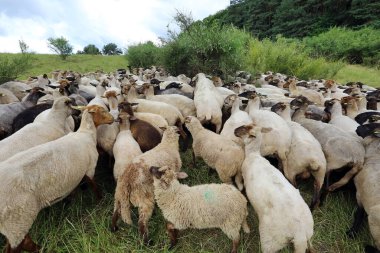 Bir koyun sürüsü.