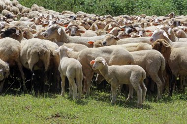 Bir koyun sürüsü.