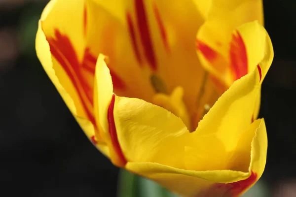 Tulpenblume Blüte Nahaufnahme — Stockfoto