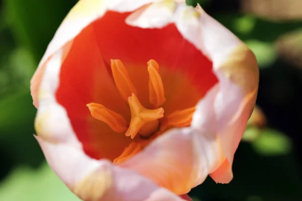 Eine Tulpenblüte Nahaufnahme — Stockfoto