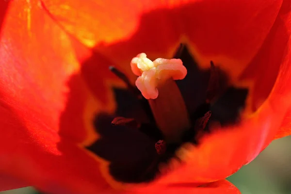 Rote Tulpenblüte Nahaufnahme — Stockfoto