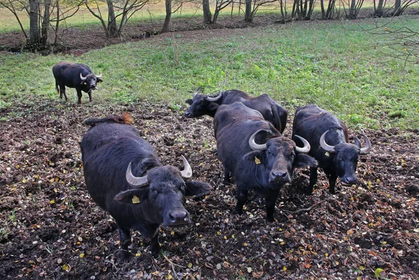 Five Water Buffalos Pasture — Stock Photo, Image