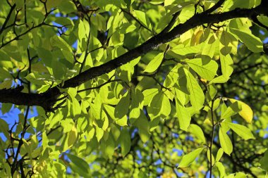 Sonbaharda laleler manolya