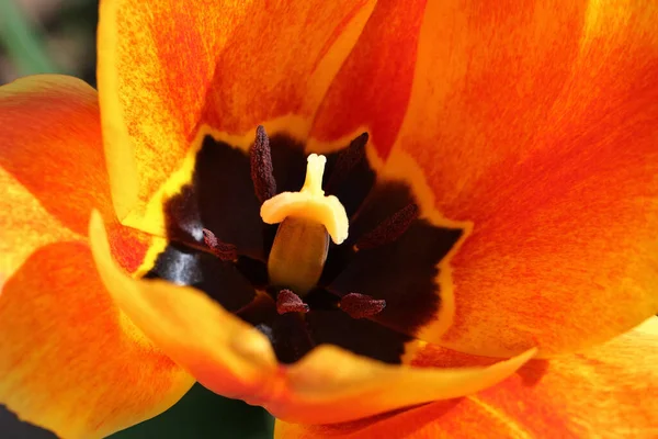 Tulp Close — Stockfoto