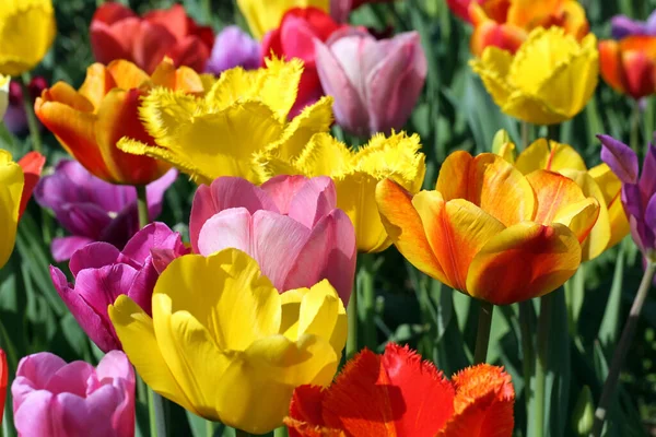 Tulips Bloom Closeup — Stock Photo, Image