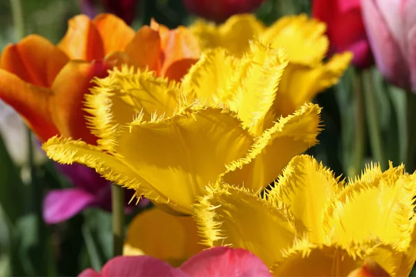 Tulips Bloom Closeup — Stock Photo, Image