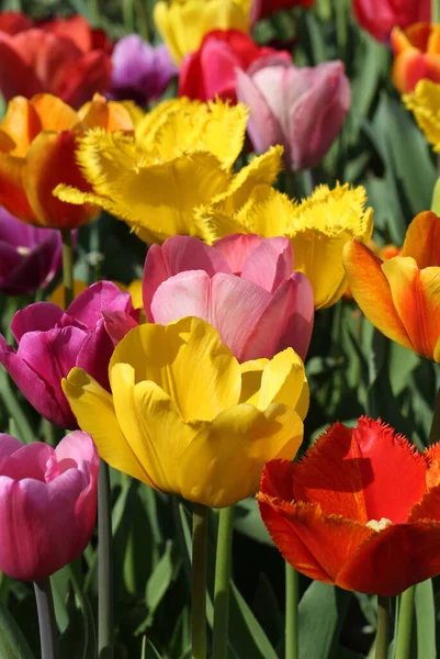 Tulips Bloom Closeup — Stock Photo, Image