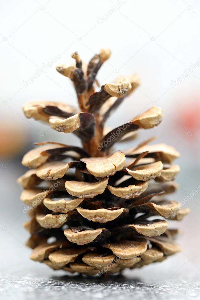 a Pine cone, closeup