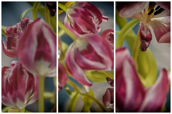 Indruk Van Vervaagde Tulpen — Stockfoto