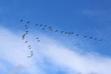 Gökteki göçmen kuşlar