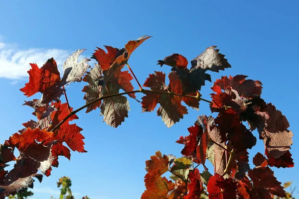 Liście Wina Jesienią — Zdjęcie stockowe