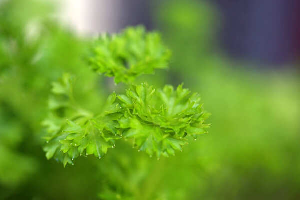 garden parsley, closeup with blur background