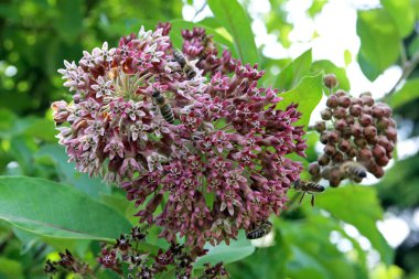 Bir yosun çiçeği, yakın plan.