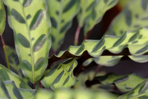 Maranta Plant Closeup — Stock Photo, Image