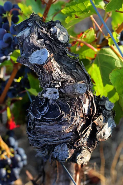 Une Vieille Vigne Gros Plan — Photo