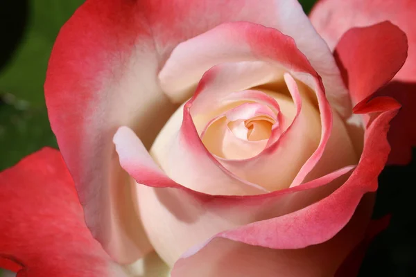 Blooming Rose Closeup — Stock Photo, Image