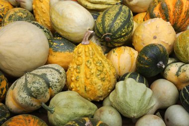 Bir sürü balkabağı, yakın plan.