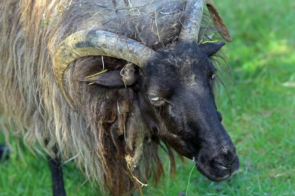 Brezo Gris Alemán — Foto de Stock