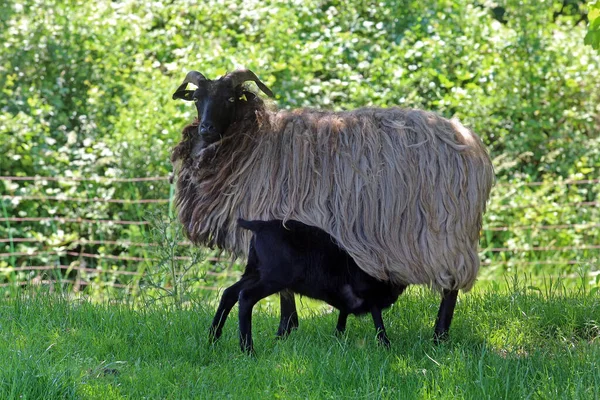 Grå Behornade Förtöjda Med Lamm — Stockfoto