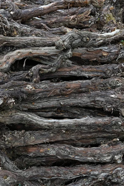 Oude Wijnstokken Wijnhout — Stockfoto