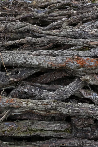 Vigne Vecchie Legno Vino — Foto Stock