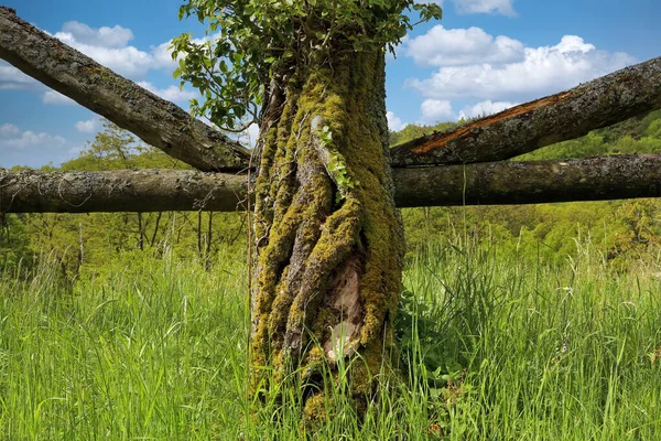 Tronco Albero Muschiato Con Recinzione Legno — Foto Stock