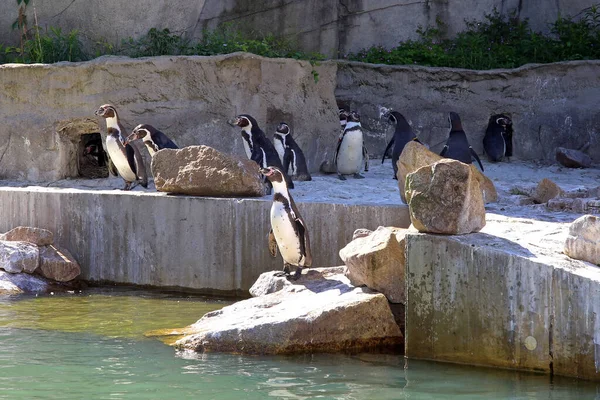 Grupo Pingüinos — Foto de Stock