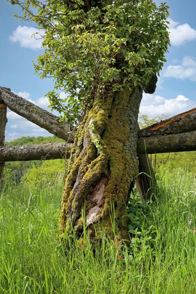 Tronco Árvore Musgosa Com Cerca Madeira — Fotografia de Stock