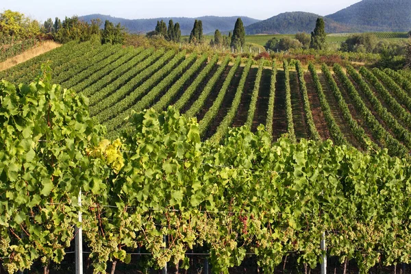 Vineyards Pfalz — Stock Photo, Image