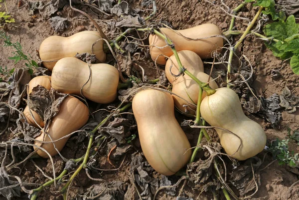 Butternut Squash Fältet — Stockfoto