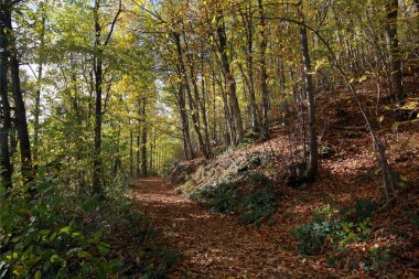 Orman yolu, orman, sonbahar