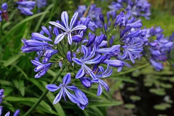 Fiore Agapanto Fiore Viola — Foto Stock