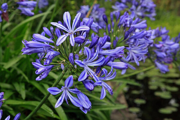 Agapanthus flower, purple bloom