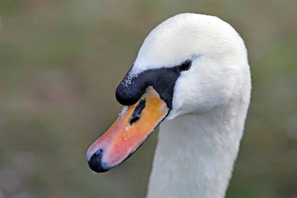 Tête Cygne Cygne Blanc — Photo