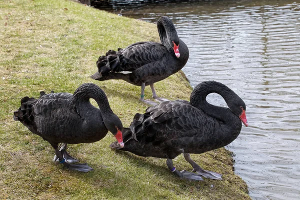 Trois Cygnes Noirs Gros Plan — Photo