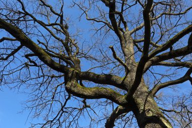 Ağaç tepesi ve mavi gökyüzü