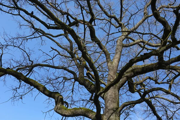 Copa Árvore Céu Azul — Fotografia de Stock