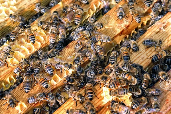 Viele Bienen Nahaufnahme — Stockfoto
