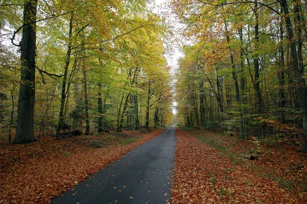 Ścieżka Leśna Las Jesienny — Zdjęcie stockowe