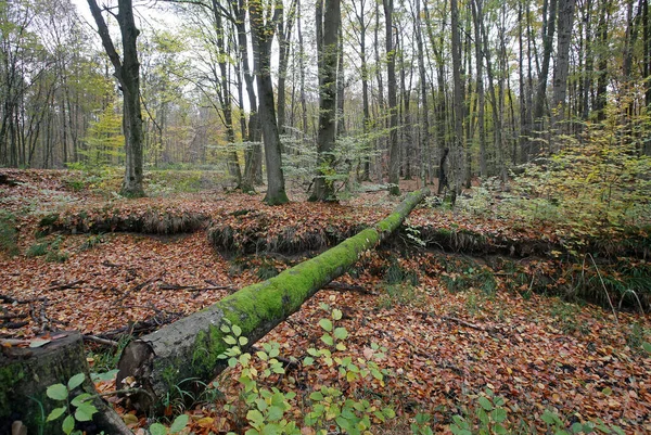 Jesienny Las Drzewa Jesień — Zdjęcie stockowe