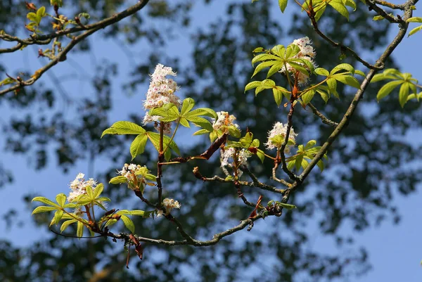 Chestnut Tree Chestnut Blossom — Stock Photo, Image