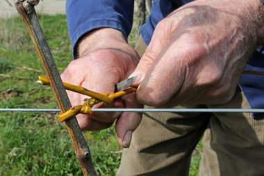 Sarmaşıklar, eller, yakın plan