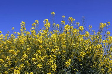 Mavi gökyüzüne tecavüz