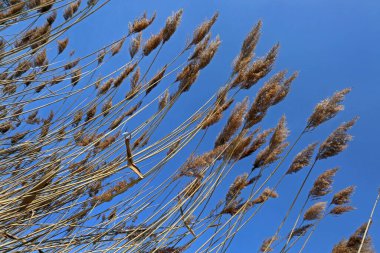 Mavi gökyüzüne karşı Reed cephesi